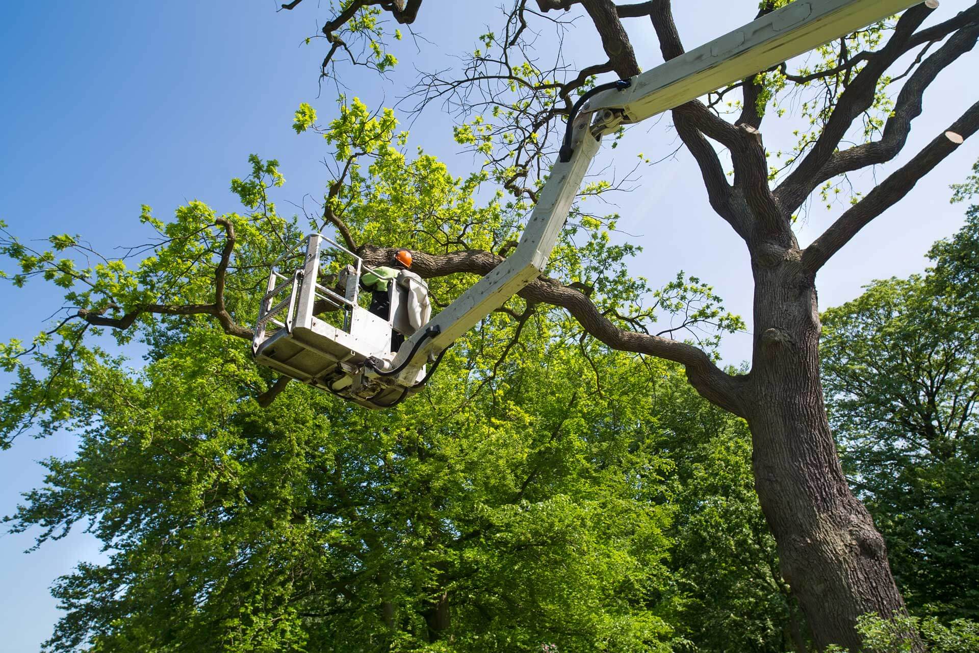 Cabling and Bracin in Wexford