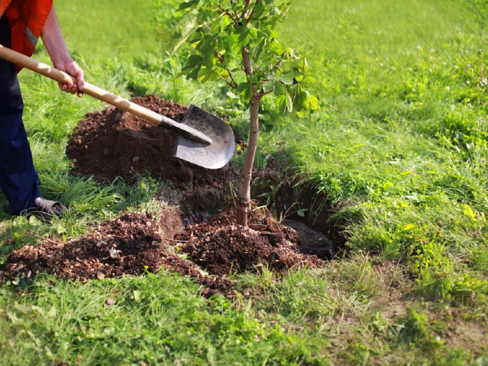 gardening